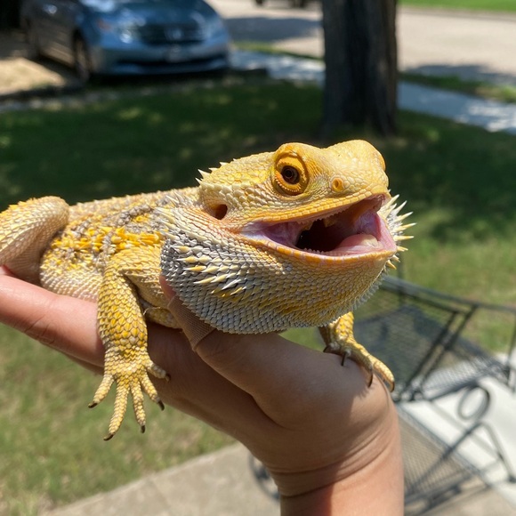 ericachau